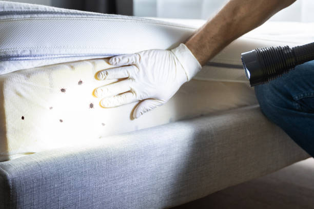 Best Flea Control Services  in Beverly, MA