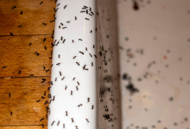Best Affordable Exterminators  in Beverly, MA